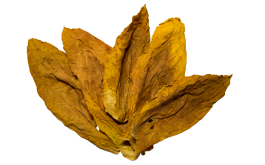 untitled design (15)